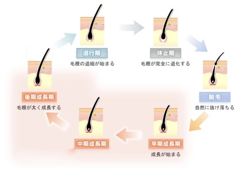 髪の毛ってずっと伸びるんですか？？