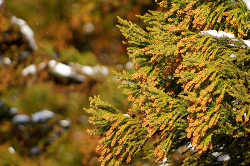 髪の毛も花粉症に影響してるかも！？