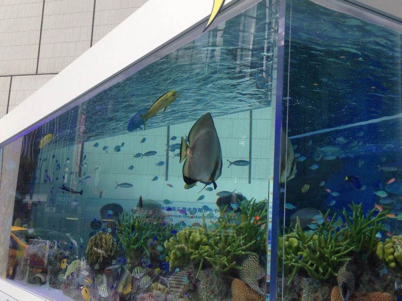 銀座に美ら海水族館が来た！！